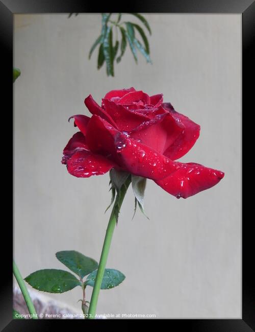 tearful rose Framed Print by Ferenc Kalmar