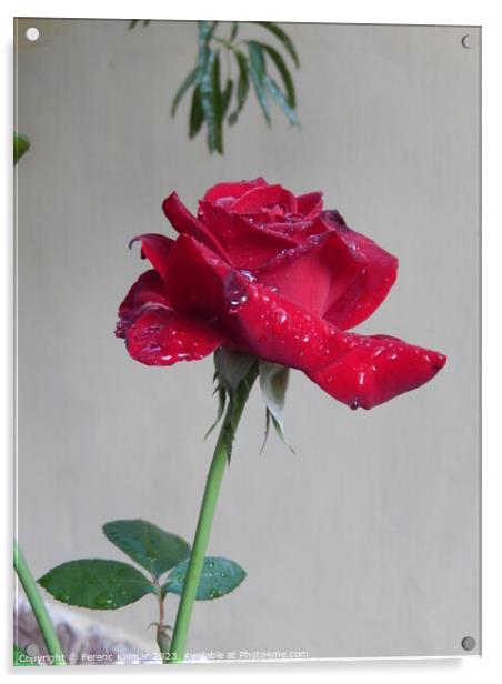 tearful rose Acrylic by Ferenc Kalmar