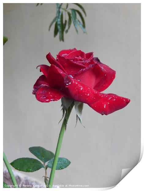 tearful rose Print by Ferenc Kalmar