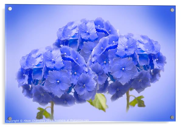 Blue Hydrangea  Acrylic by Alison Chambers