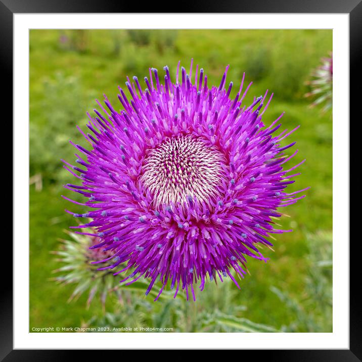 Musk thistle flower closeup Framed Mounted Print by Photimageon UK