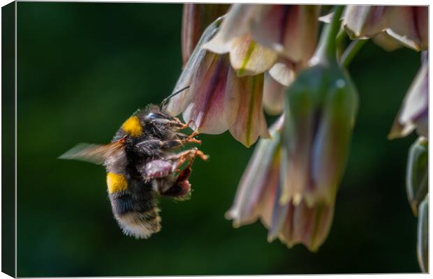 Flight of the Bumble Bee #2 Canvas Print by Bill Allsopp