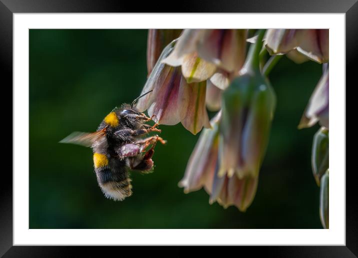 Flight of the Bumble Bee #2 Framed Mounted Print by Bill Allsopp