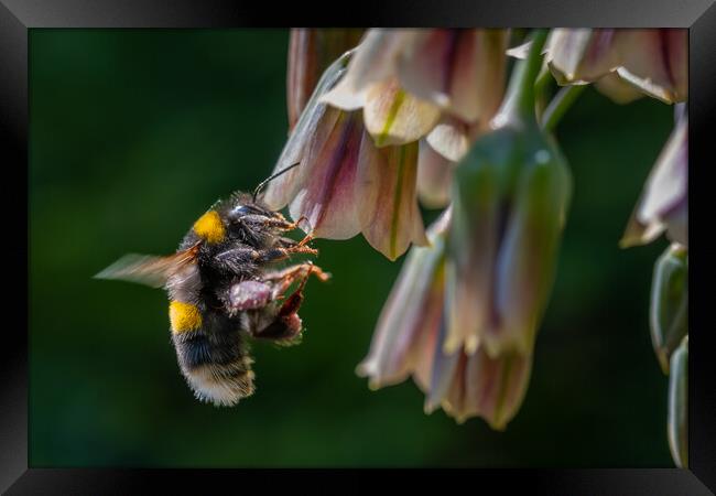 Flight of the Bumble Bee #2 Framed Print by Bill Allsopp