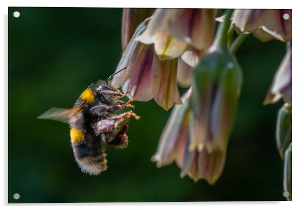 Flight of the Bumble Bee #2 Acrylic by Bill Allsopp