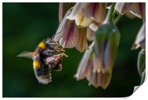 Flight of the Bumble Bee #2 Print by Bill Allsopp