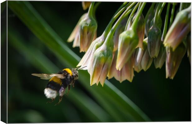 Flight of the Bumble Bee #4 Canvas Print by Bill Allsopp