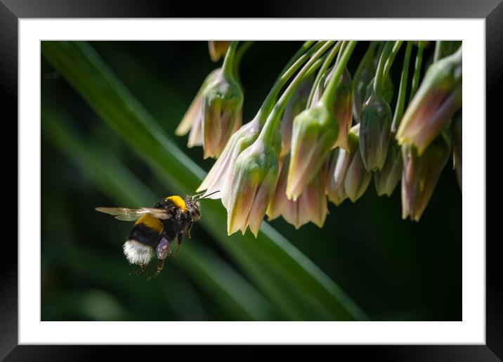 Flight of the Bumble Bee #4 Framed Mounted Print by Bill Allsopp
