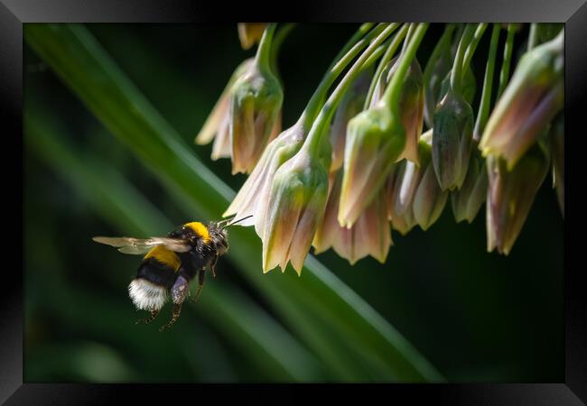 Flight of the Bumble Bee #4 Framed Print by Bill Allsopp