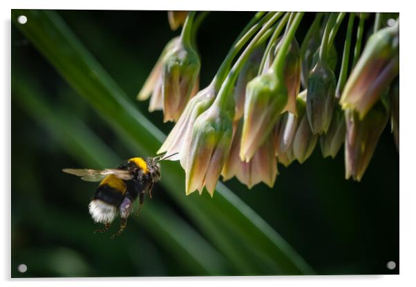 Flight of the Bumble Bee #4 Acrylic by Bill Allsopp