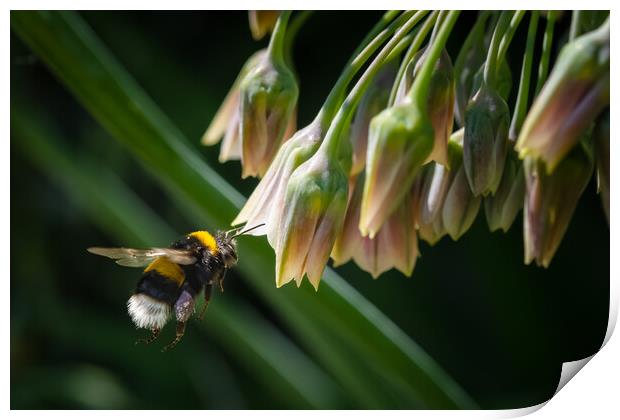 Flight of the Bumble Bee #4 Print by Bill Allsopp