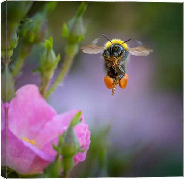 Flight of the Bumble Bee # 5 Canvas Print by Bill Allsopp