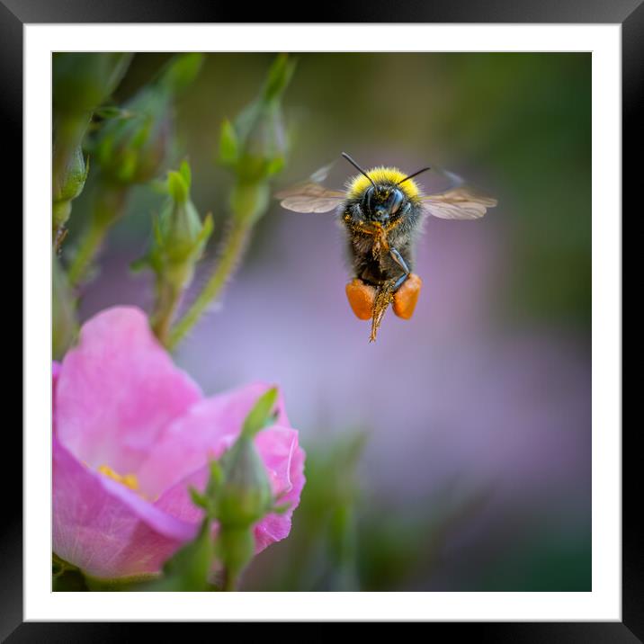 Flight of the Bumble Bee # 5 Framed Mounted Print by Bill Allsopp