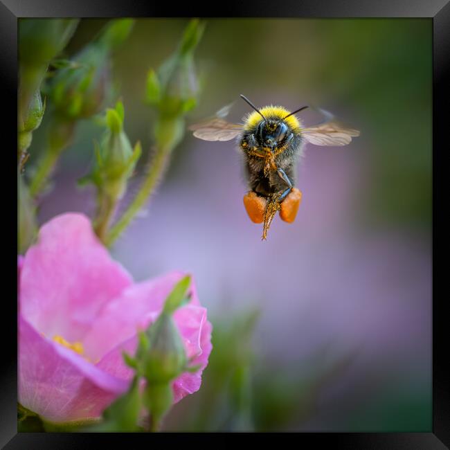 Flight of the Bumble Bee # 5 Framed Print by Bill Allsopp
