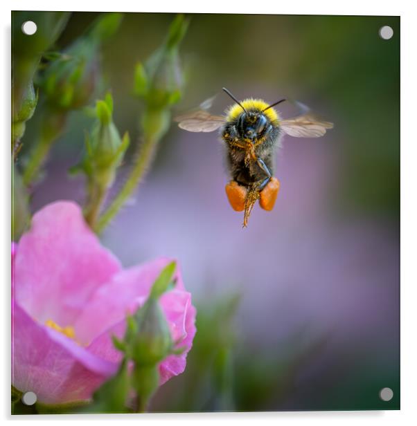 Flight of the Bumble Bee # 5 Acrylic by Bill Allsopp