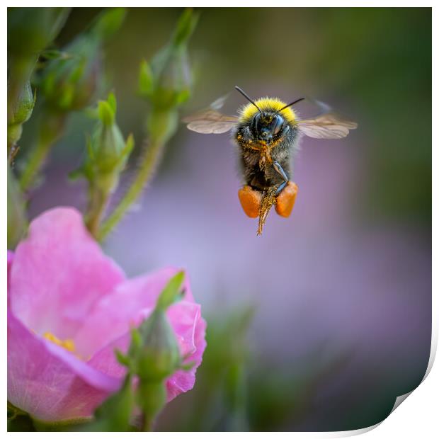 Flight of the Bumble Bee # 5 Print by Bill Allsopp