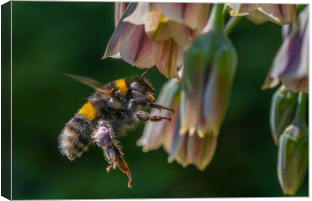 Flight of the Bumble Bee #3 Canvas Print by Bill Allsopp