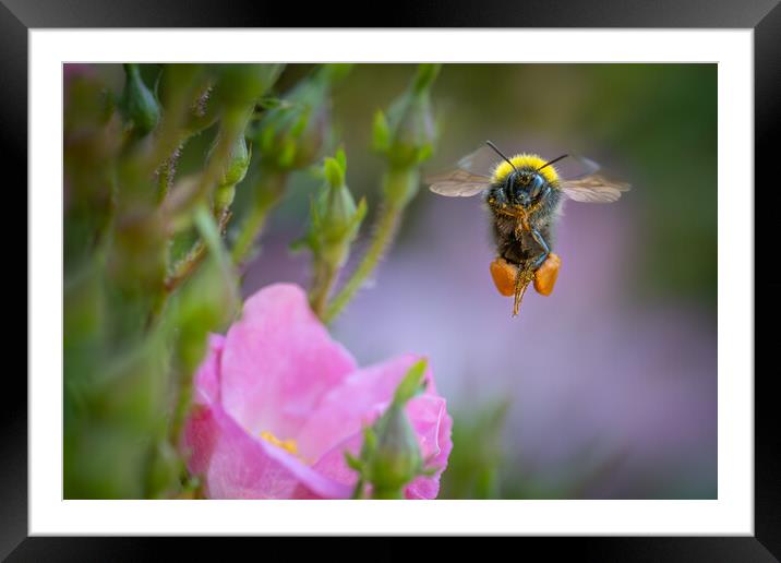 Early Bumble Bee at take off. Framed Mounted Print by Bill Allsopp