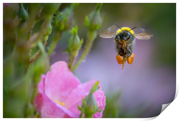 Early Bumble Bee at take off. Print by Bill Allsopp