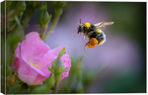 Pollen-Laden Early Bumble Bee Mid-Flight Canvas Print by Bill Allsopp