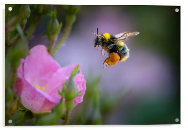 Pollen-Laden Early Bumble Bee Mid-Flight Acrylic by Bill Allsopp