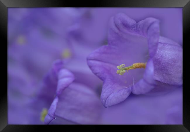 Captivating Close-Up: Campanula Blooms Framed Print by Bill Allsopp