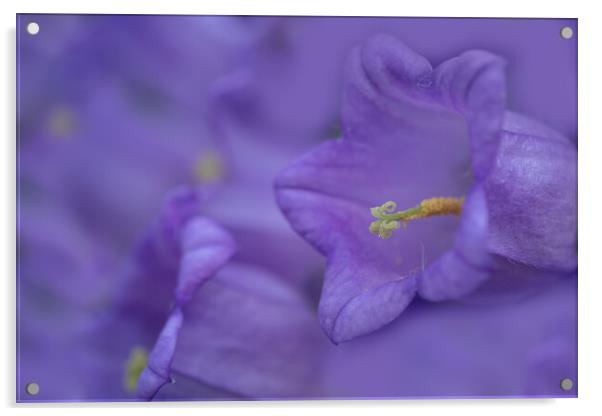 Captivating Close-Up: Campanula Blooms Acrylic by Bill Allsopp