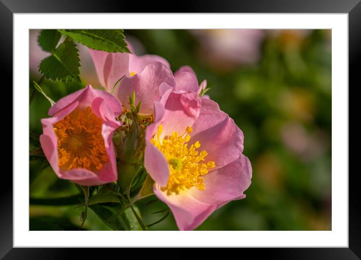 Dog rose. Framed Mounted Print by Bill Allsopp