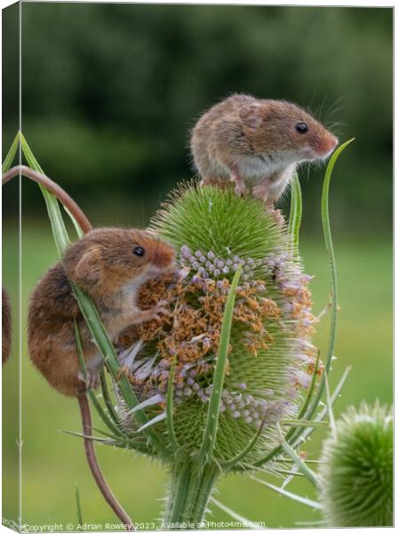 Harvest Mice on Teasel lookout Canvas Print by Adrian Rowley