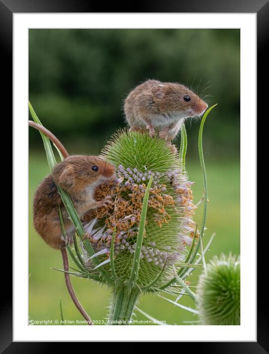 Harvest Mice on Teasel lookout Framed Mounted Print by Adrian Rowley