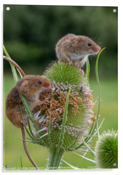 Harvest Mice on Teasel lookout Acrylic by Adrian Rowley
