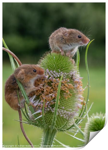 Harvest Mice on Teasel lookout Print by Adrian Rowley