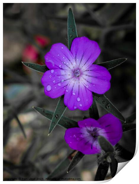 Wild Flowers Print by Tom Lloyd