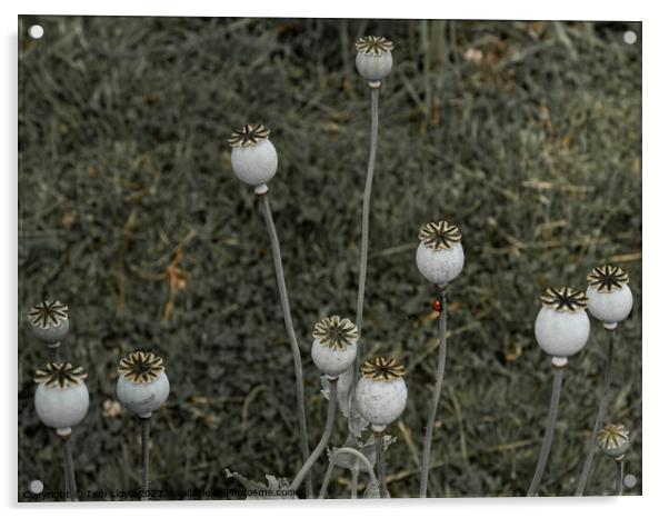 Wild Flowers Acrylic by Tom Lloyd