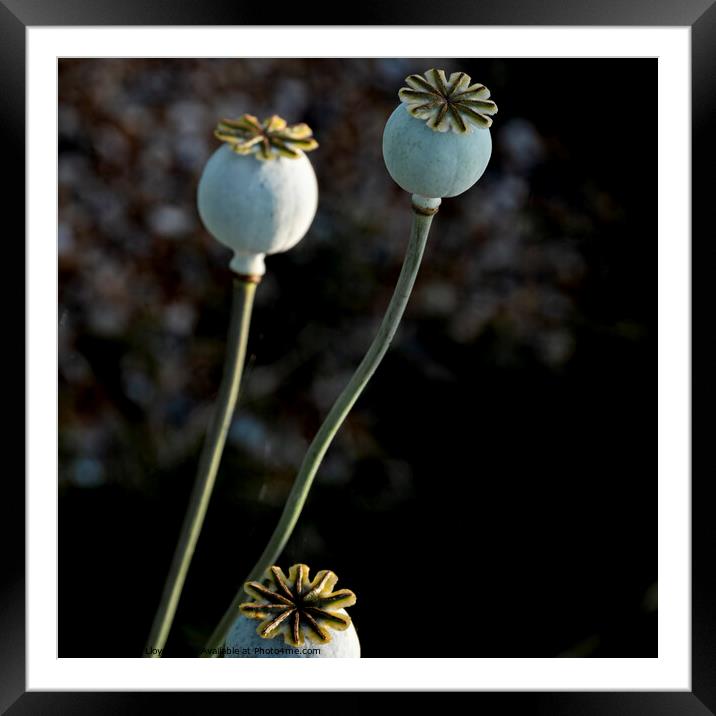 Wild Flowers Framed Mounted Print by Tom Lloyd