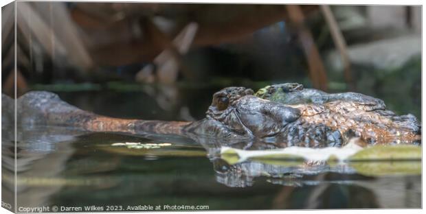 Gharial Crocodile - Gavialis gangeticus Canvas Print by Darren Wilkes