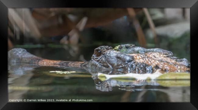 Gharial Crocodile - Gavialis gangeticus Framed Print by Darren Wilkes