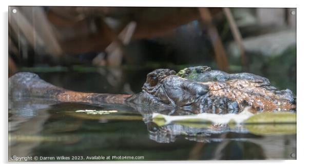 Gharial Crocodile - Gavialis gangeticus Acrylic by Darren Wilkes