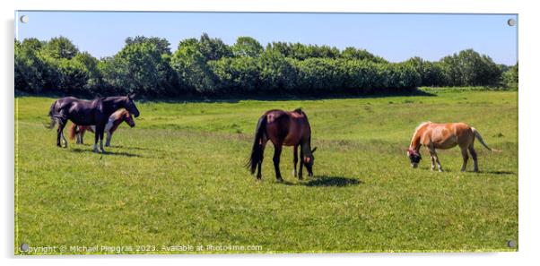 Beautiful panorama of grazing horses on a green meadow during springtime Acrylic by Michael Piepgras