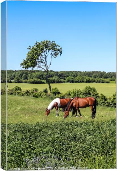 Beautiful panorama of grazing horses on a green meadow during springtime Canvas Print by Michael Piepgras