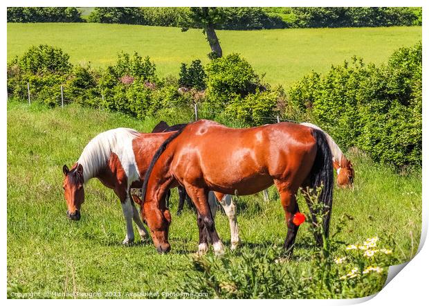 Beautiful panorama of grazing horses on a green meadow during springtime Print by Michael Piepgras