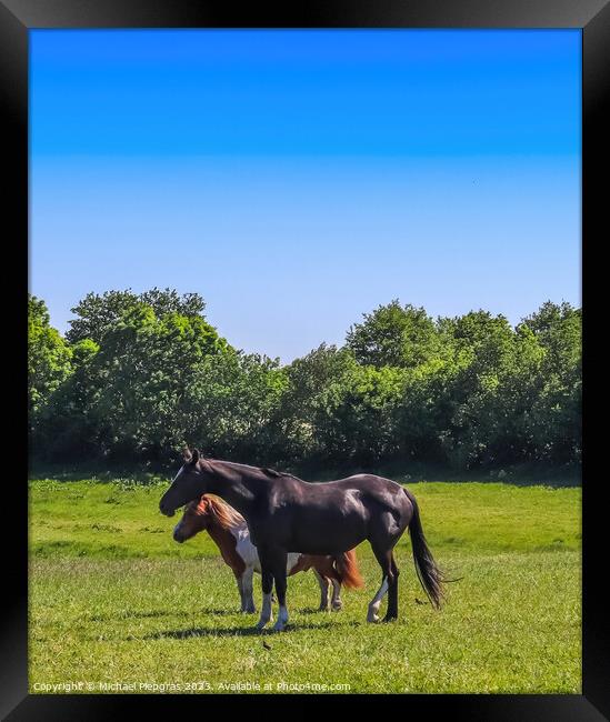 Beautiful panorama of grazing horses on a green meadow during springtime Framed Print by Michael Piepgras