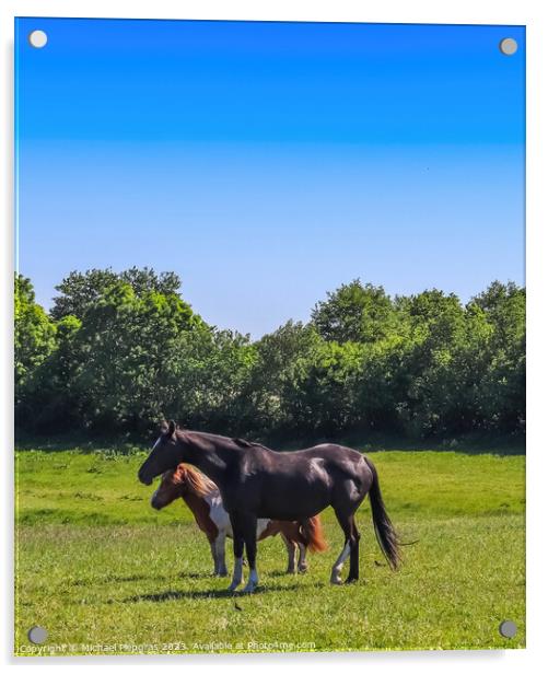 Beautiful panorama of grazing horses on a green meadow during springtime Acrylic by Michael Piepgras