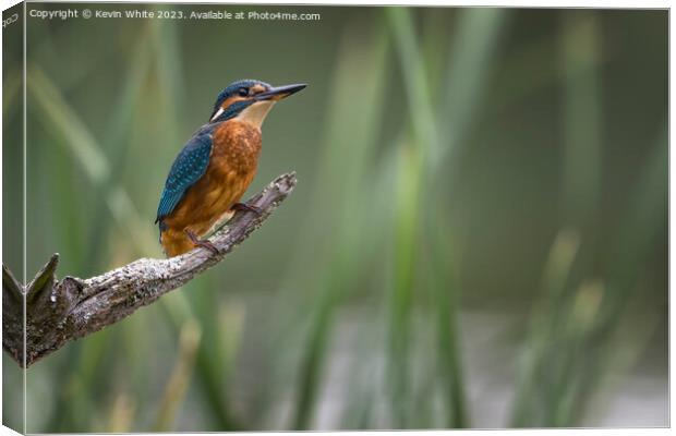 Common Kingfisher with room on right for text Canvas Print by Kevin White