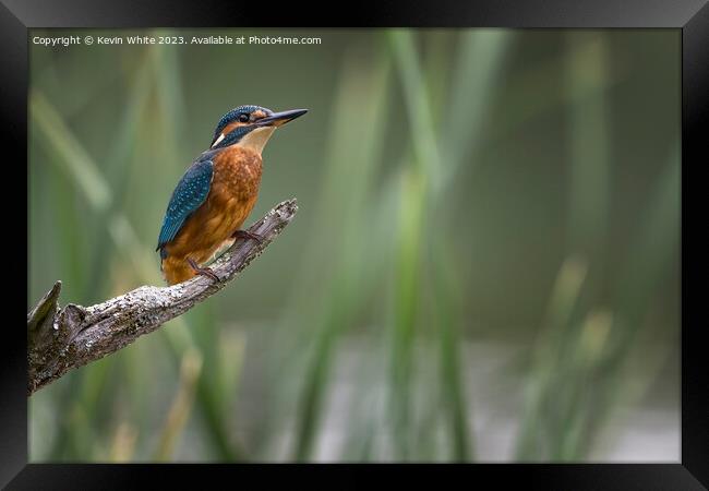 Common Kingfisher with room on right for text Framed Print by Kevin White