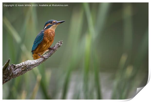 Common Kingfisher with room on right for text Print by Kevin White