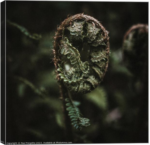 Dark fern  Canvas Print by Paul Forgette