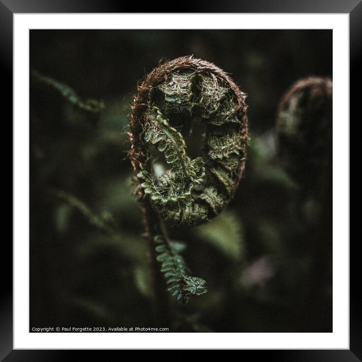 Dark fern  Framed Mounted Print by Paul Forgette