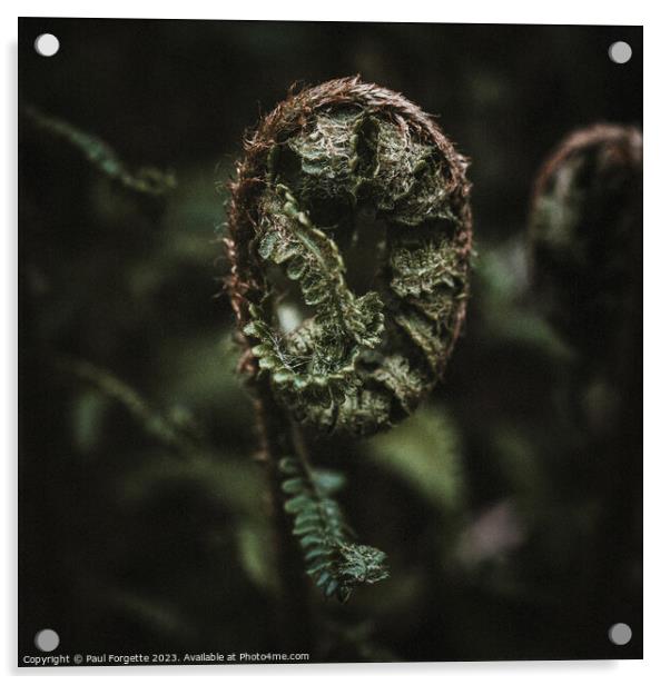 Dark fern  Acrylic by Paul Forgette