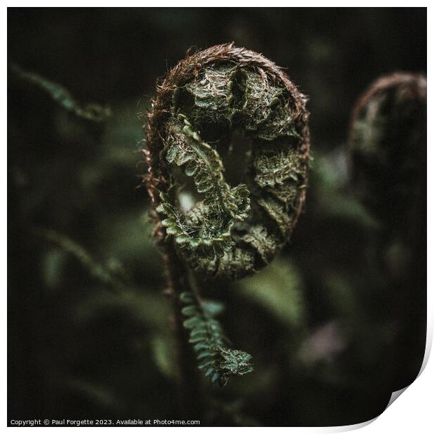 Dark fern  Print by Paul Forgette